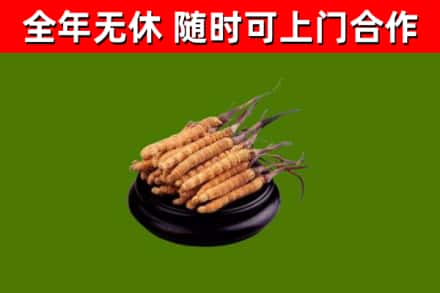 深泽县回收冬虫夏草