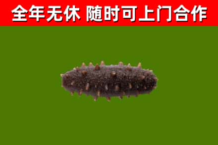 深泽县回收海参干